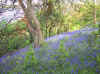 bluebells.jpg (53262 bytes)